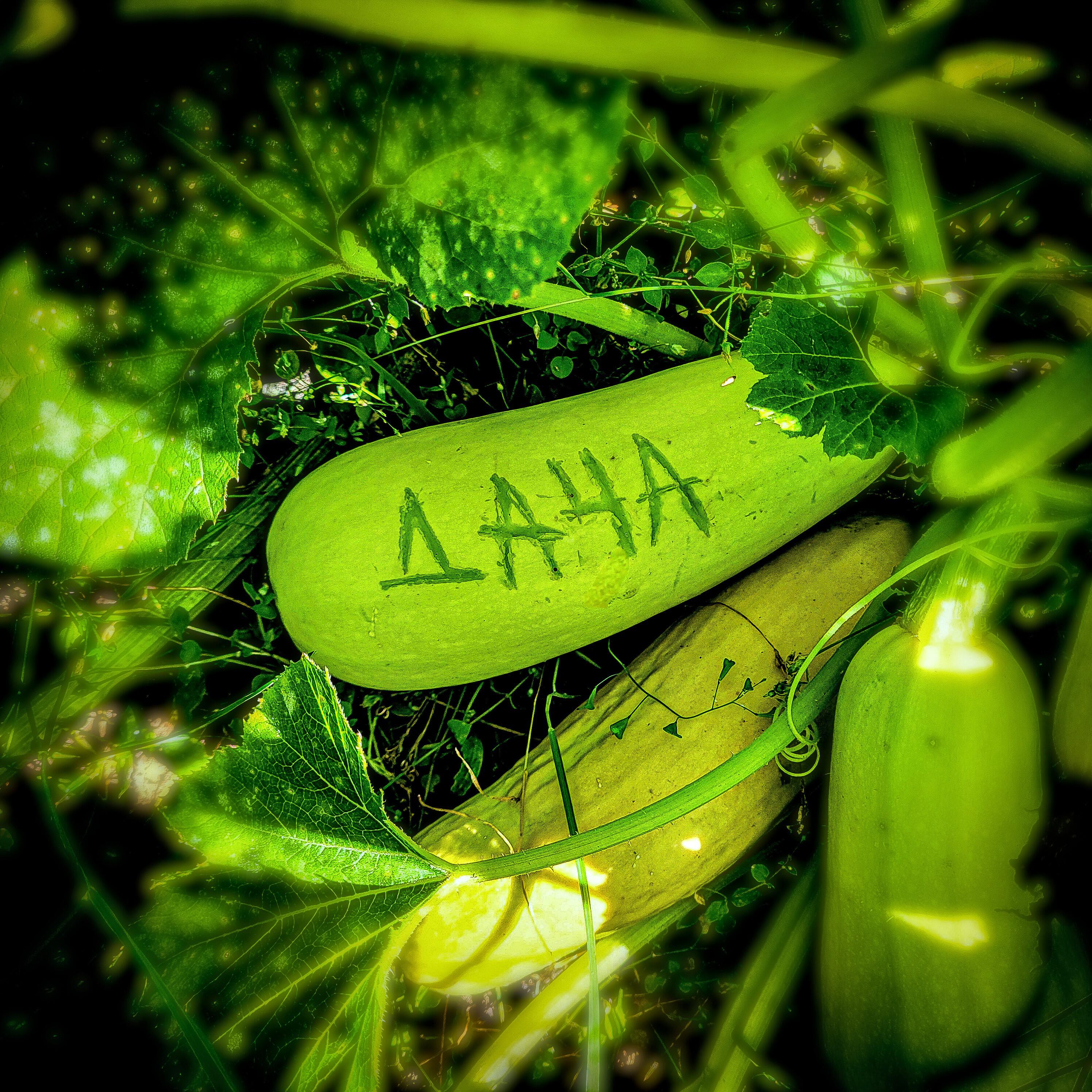 Постер альбома Дача