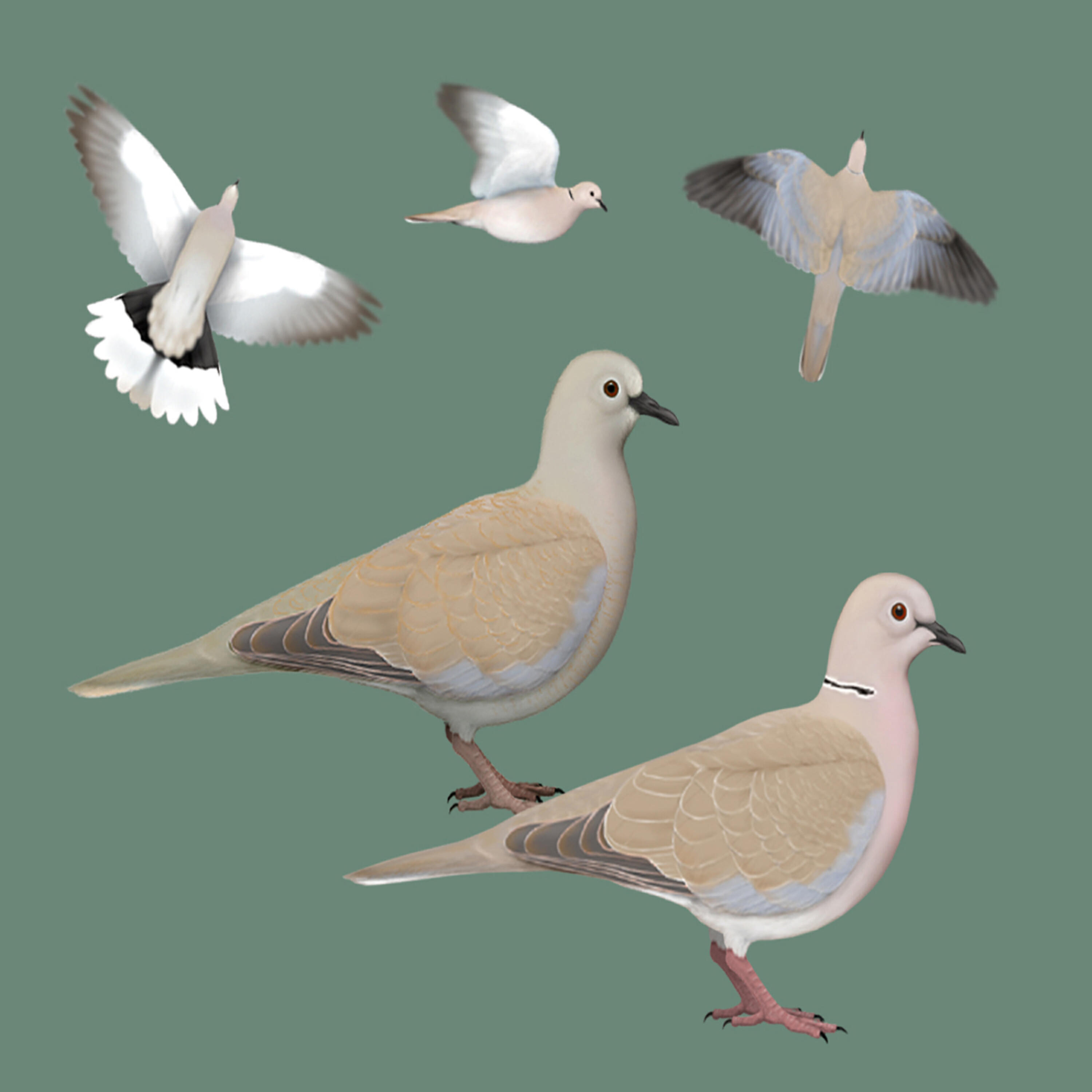 Релиз Bird call: Collared Dove