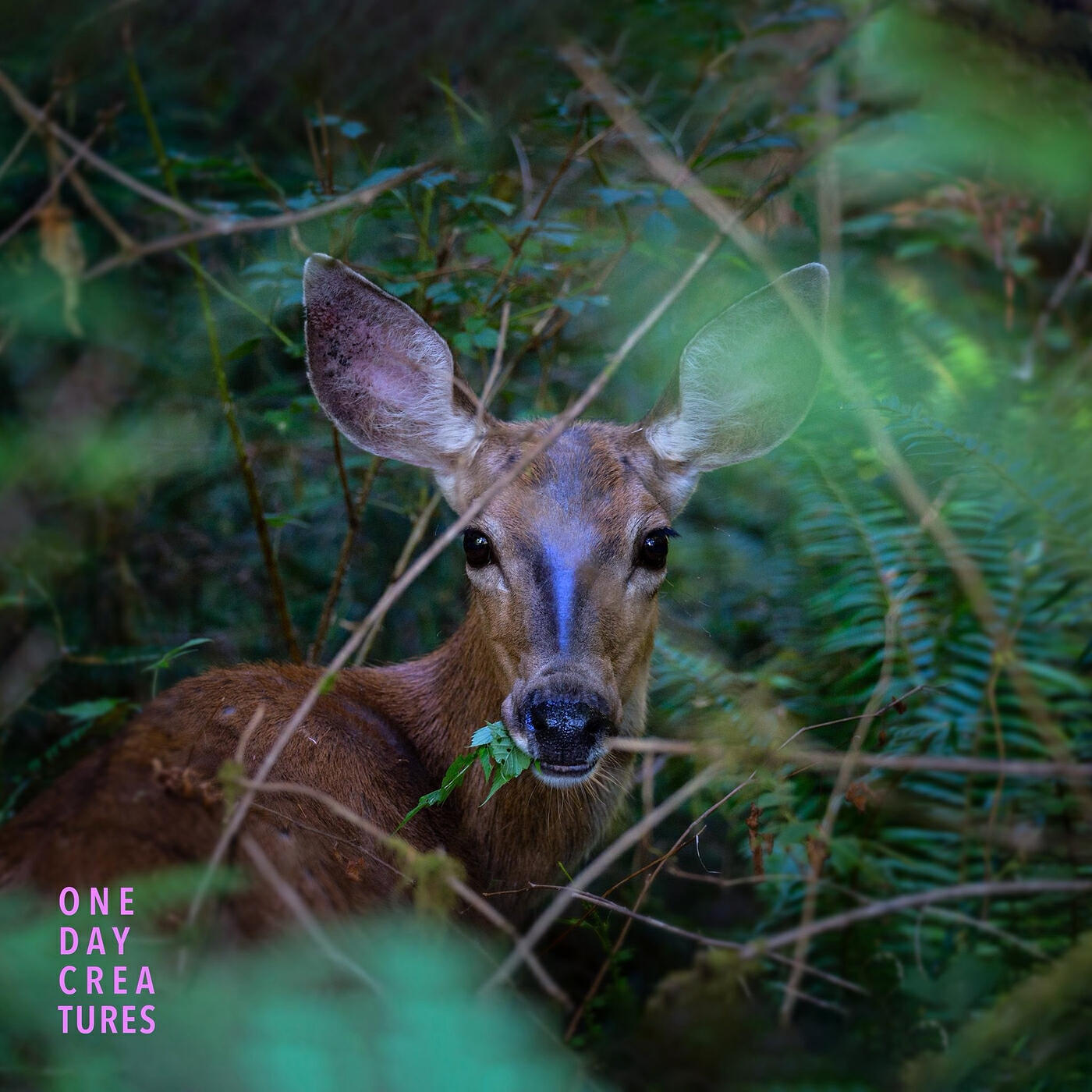 Релиз One Day Creatures