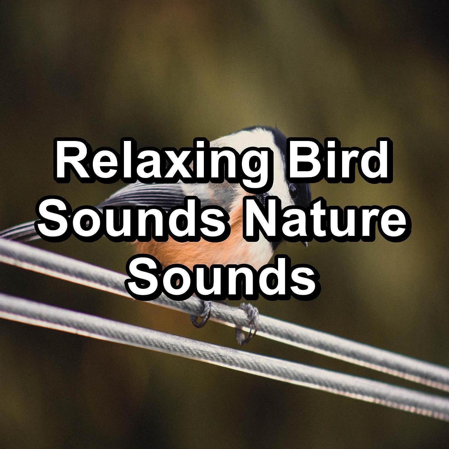 Релиз Relaxing Bird Sounds Nature Sounds