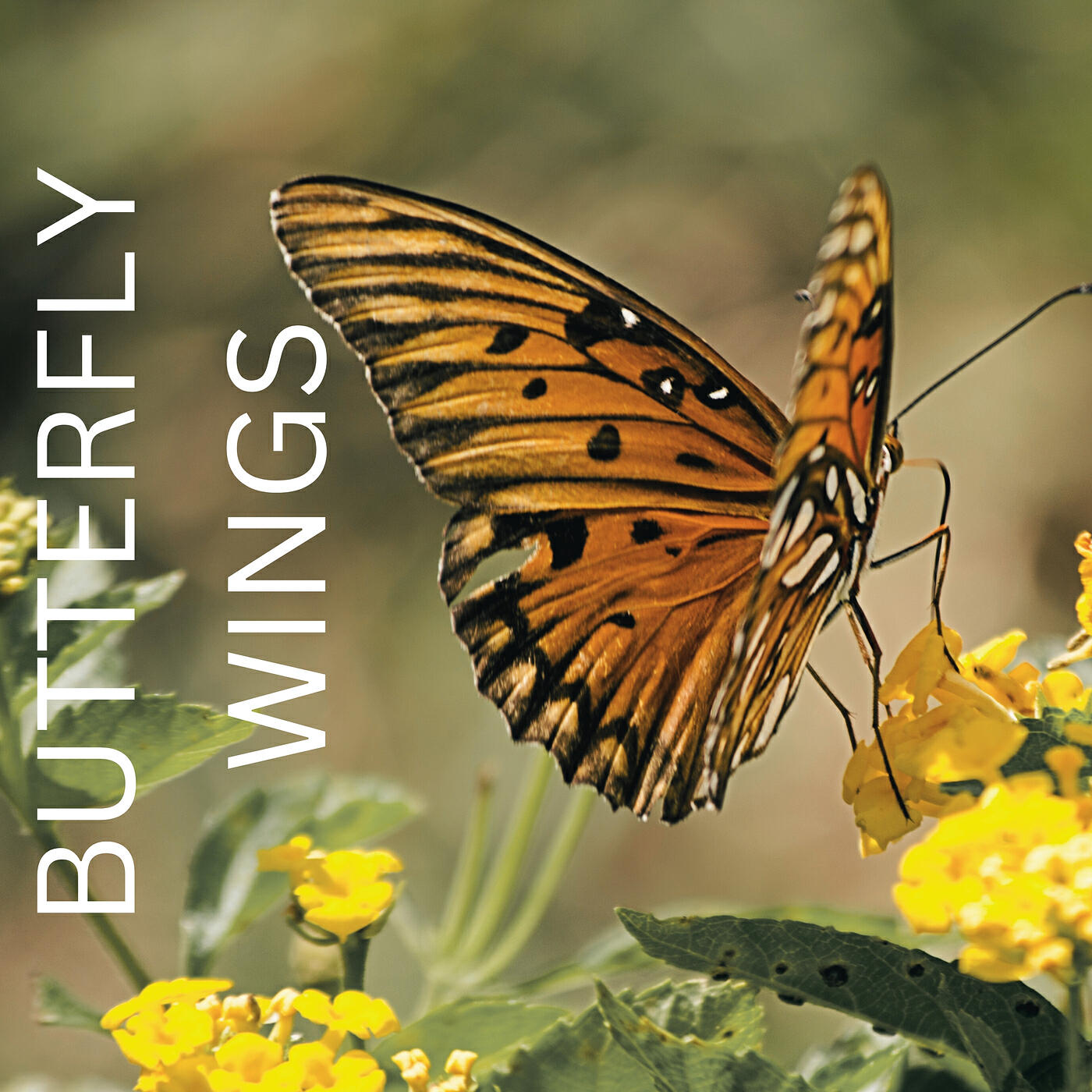 Релиз Butterfly Wings