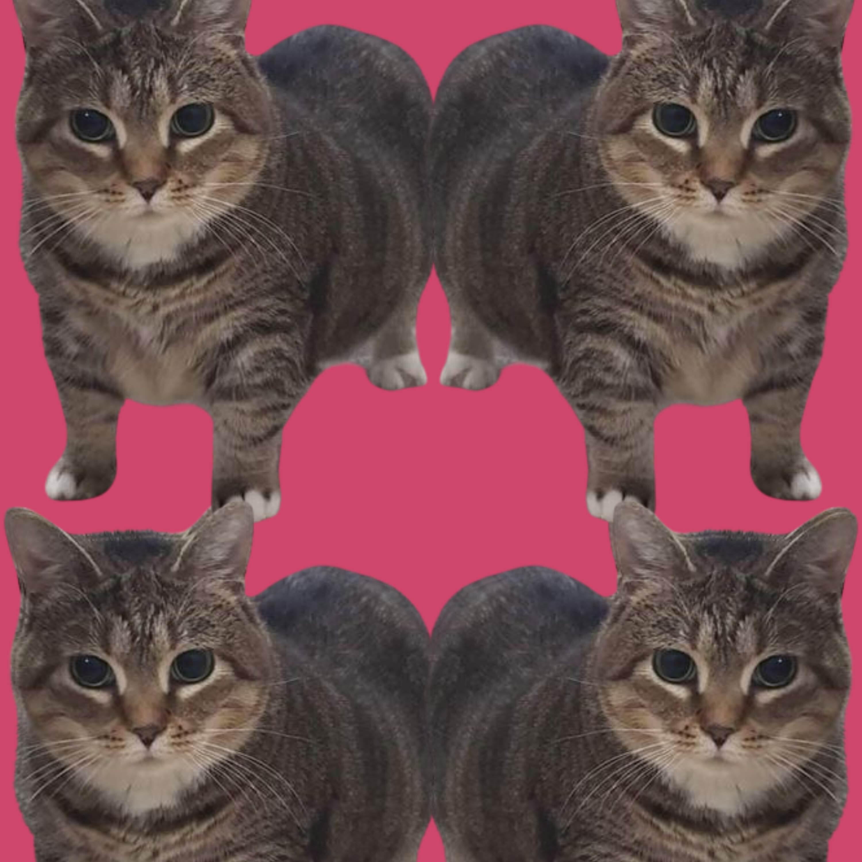 Релиз Oiiaoiia Cat