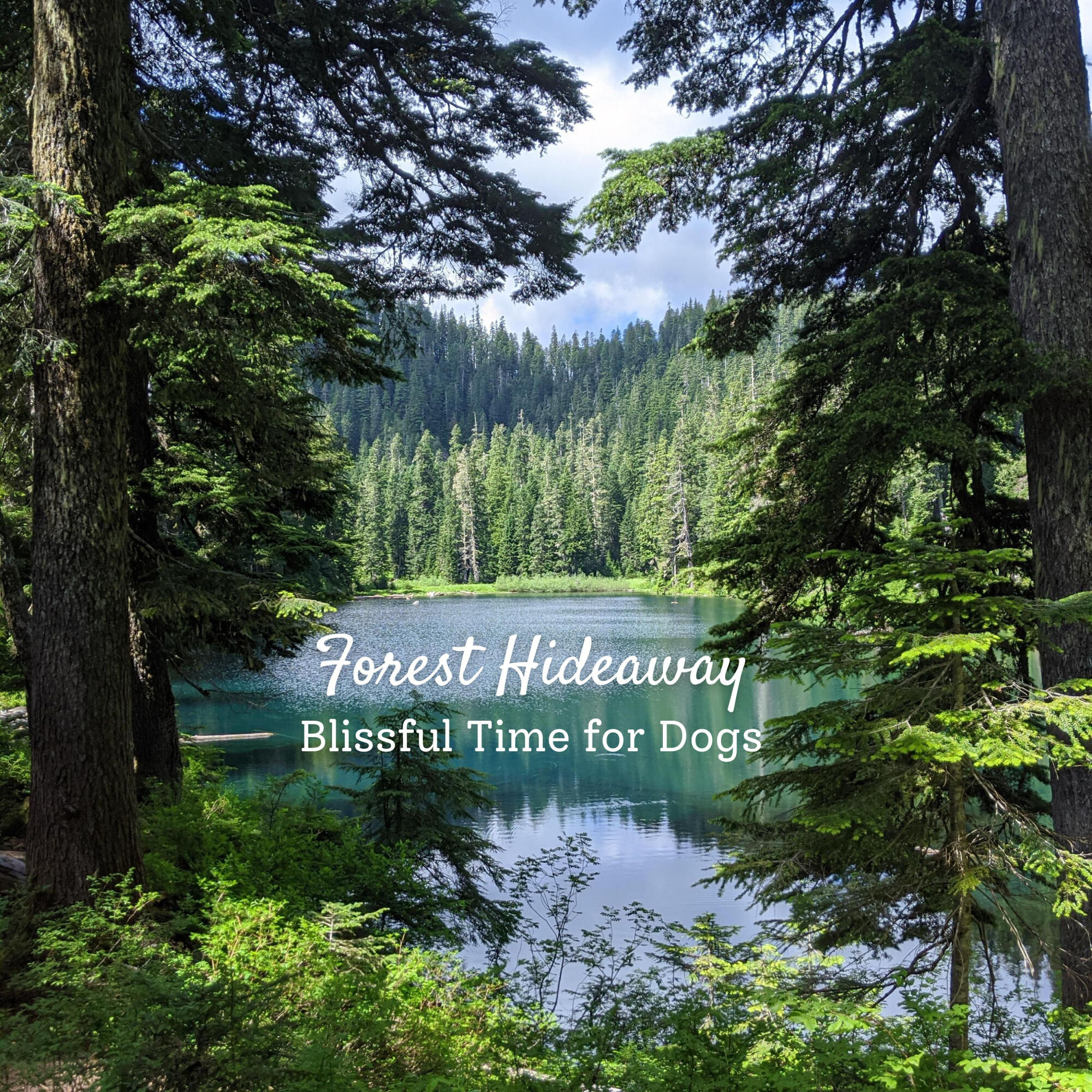 Релиз Forest Hideaway: Blissful Time for Dogs