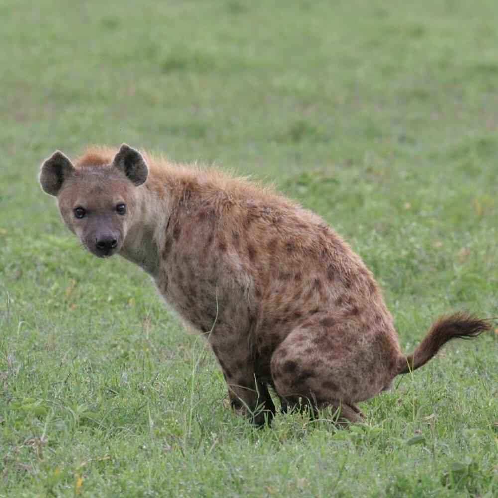 Релиз Hyena