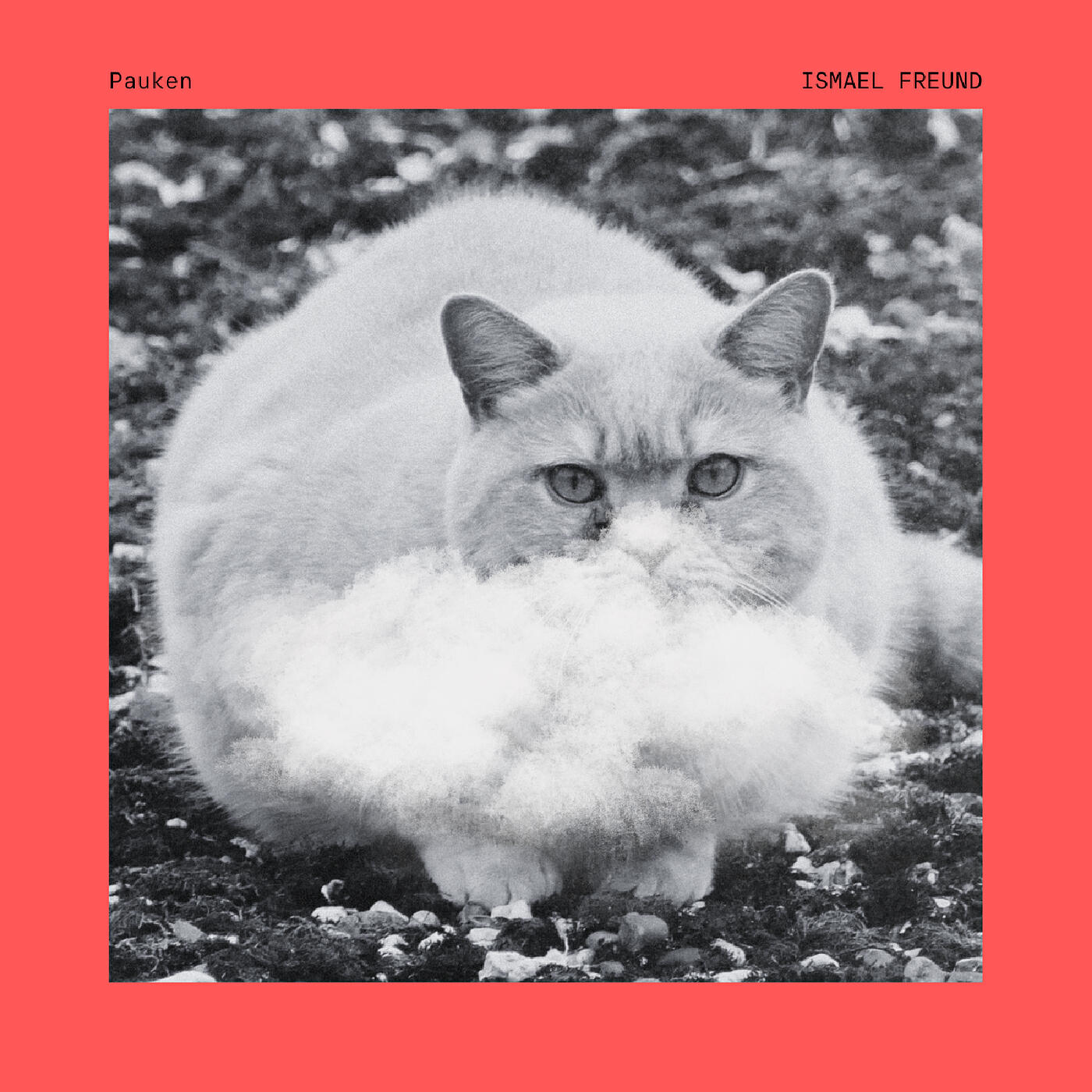 Релиз Pauken