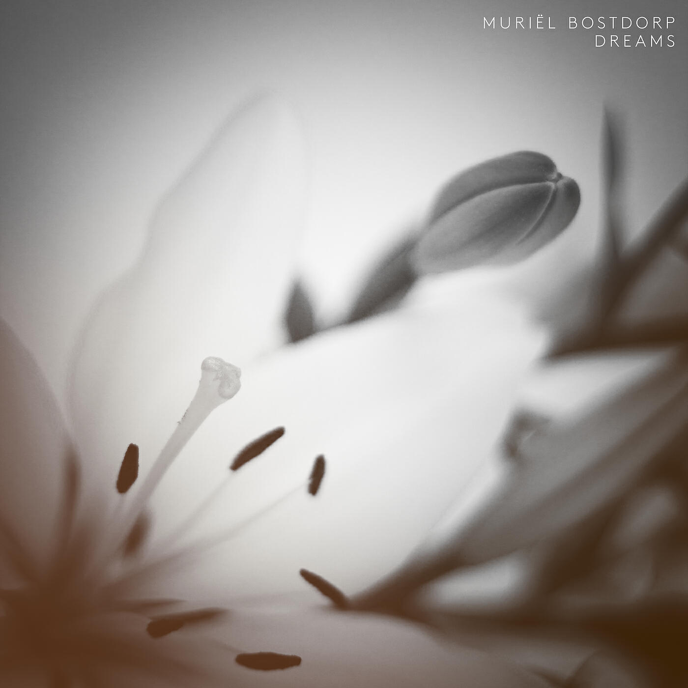 Трек Bostdorp: Dreams