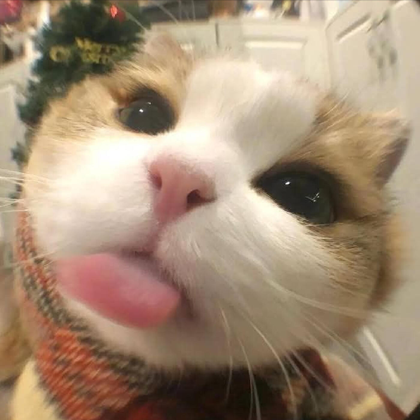 Постер альбома Cute !