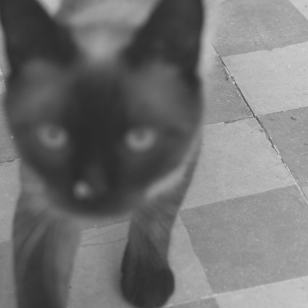 Релиз Innerlich all black