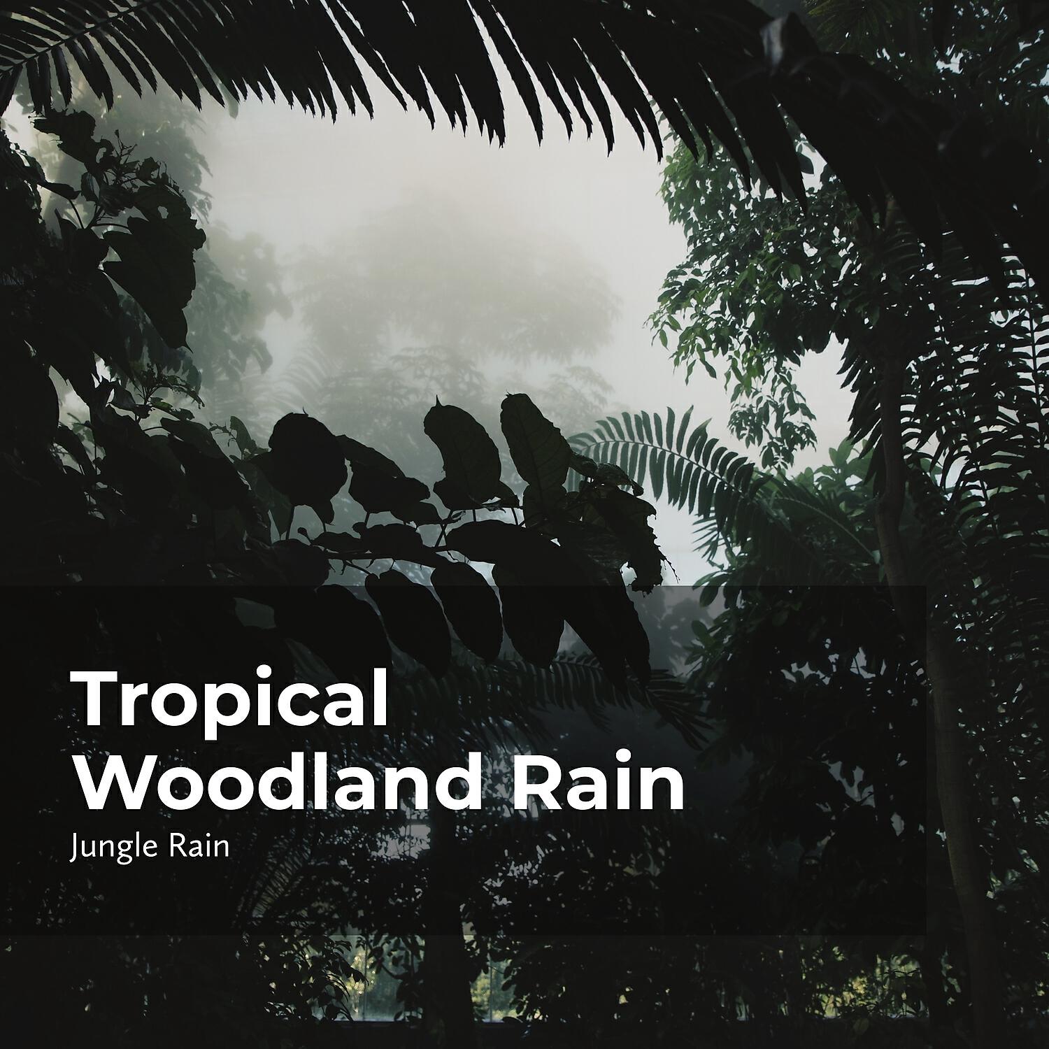 Релиз Tropical Woodland Rain