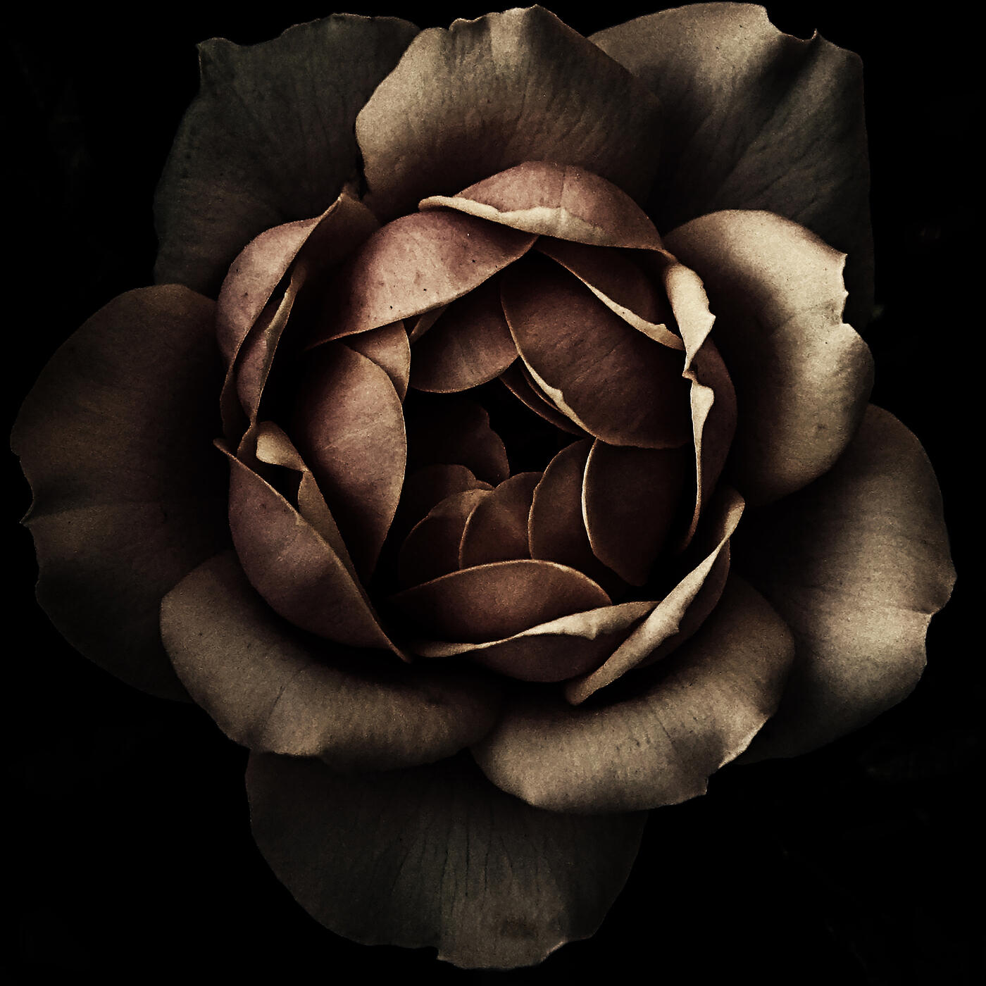 Релиз Dusty Rose