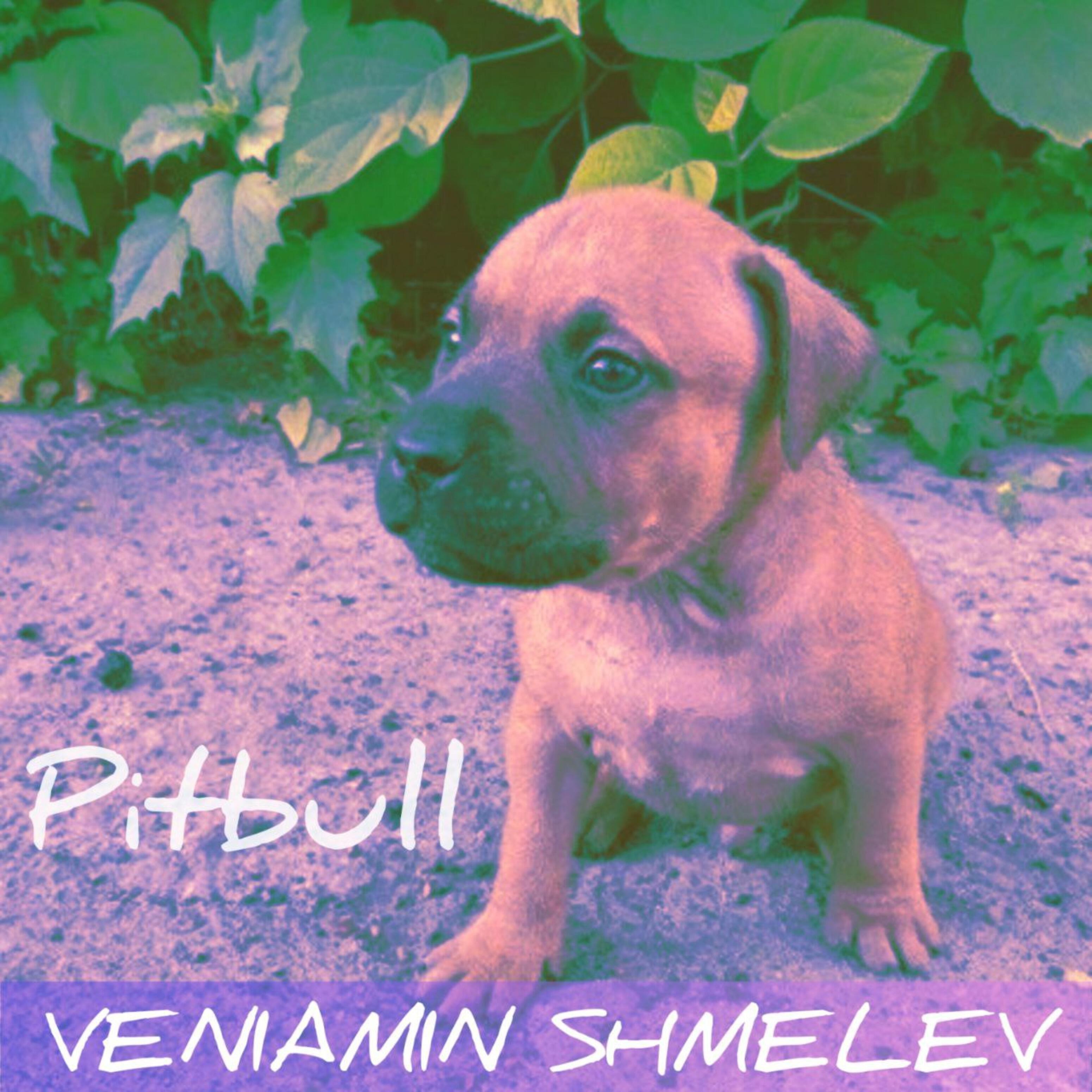 Релиз Pitbull