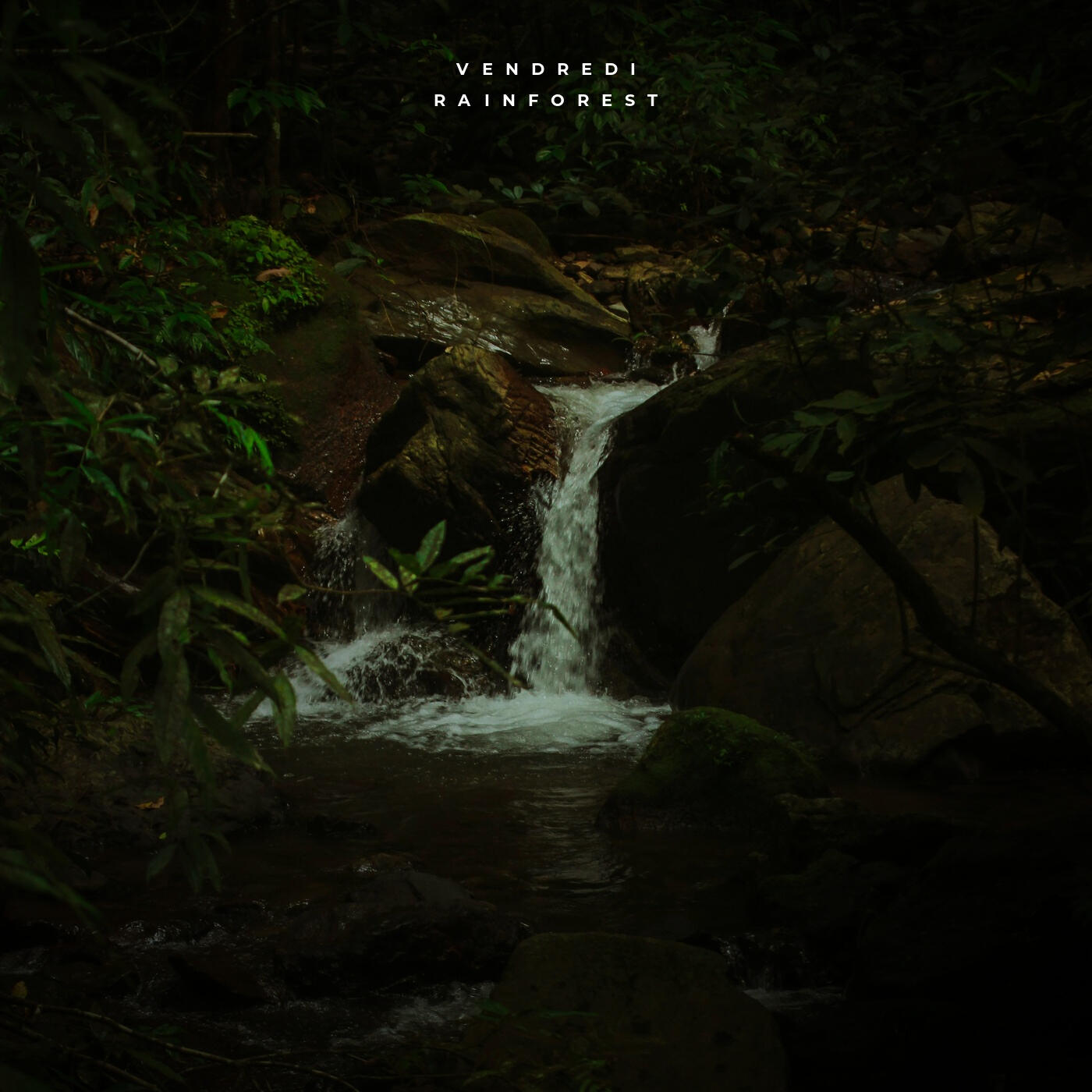 Релиз Rainforest