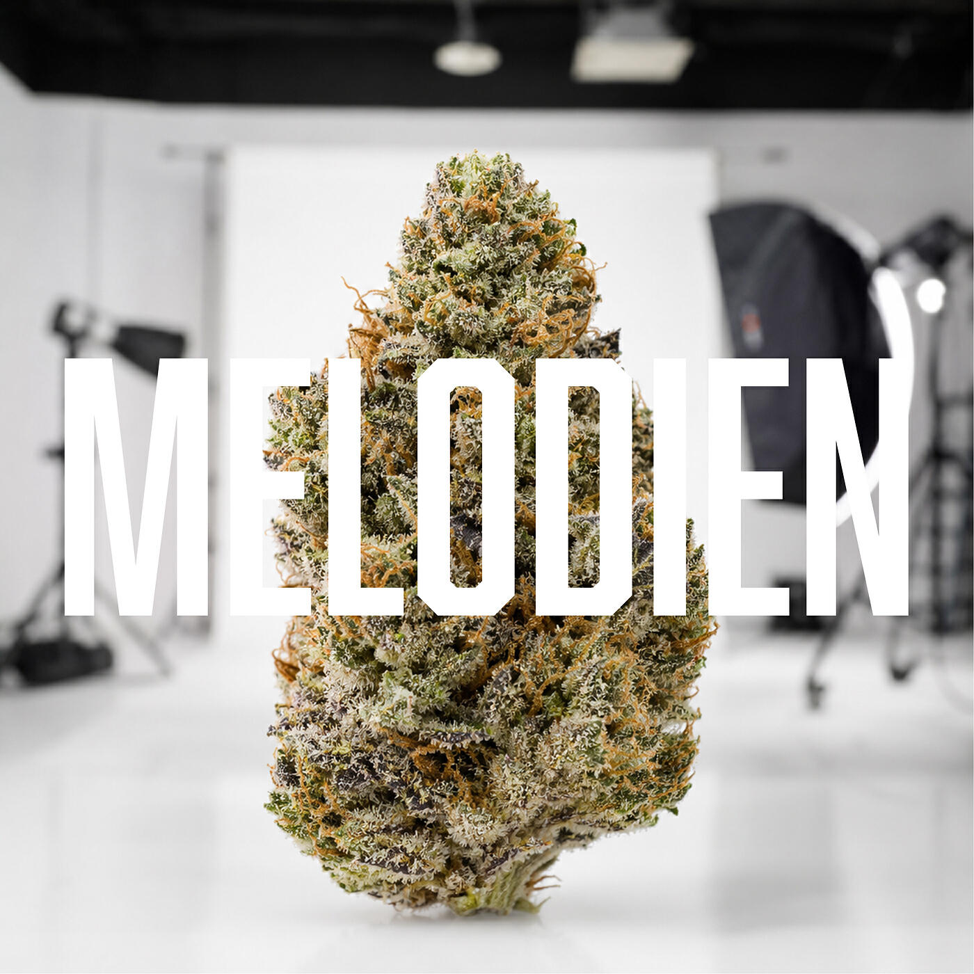 Релиз Melodien