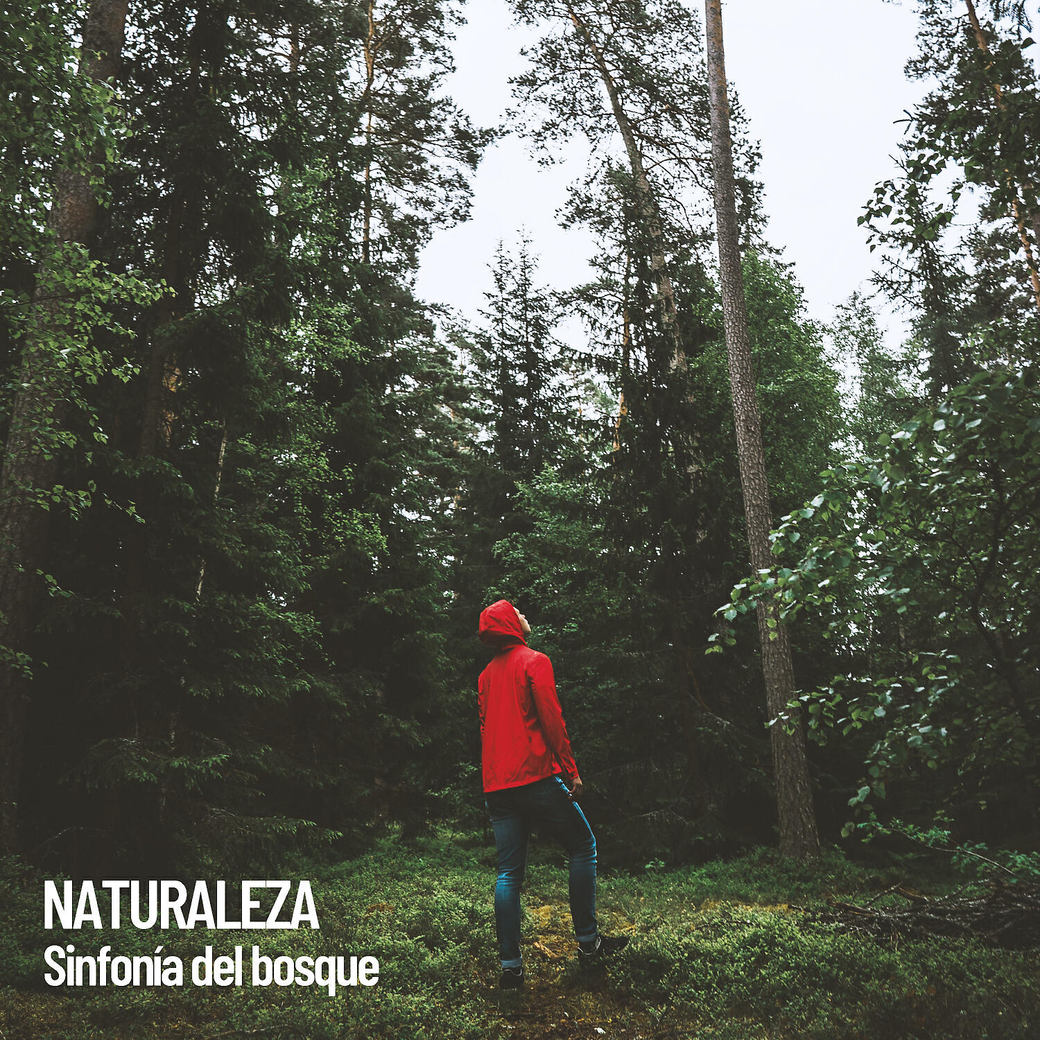 Постер альбома Naturaleza: Sinfonía del bosque