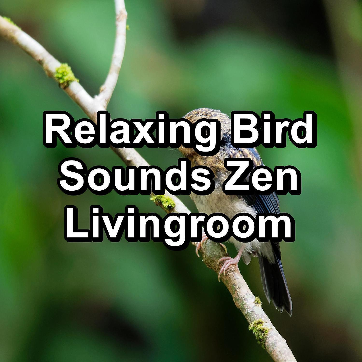 Релиз Relaxing Bird Sounds Zen Livingroom