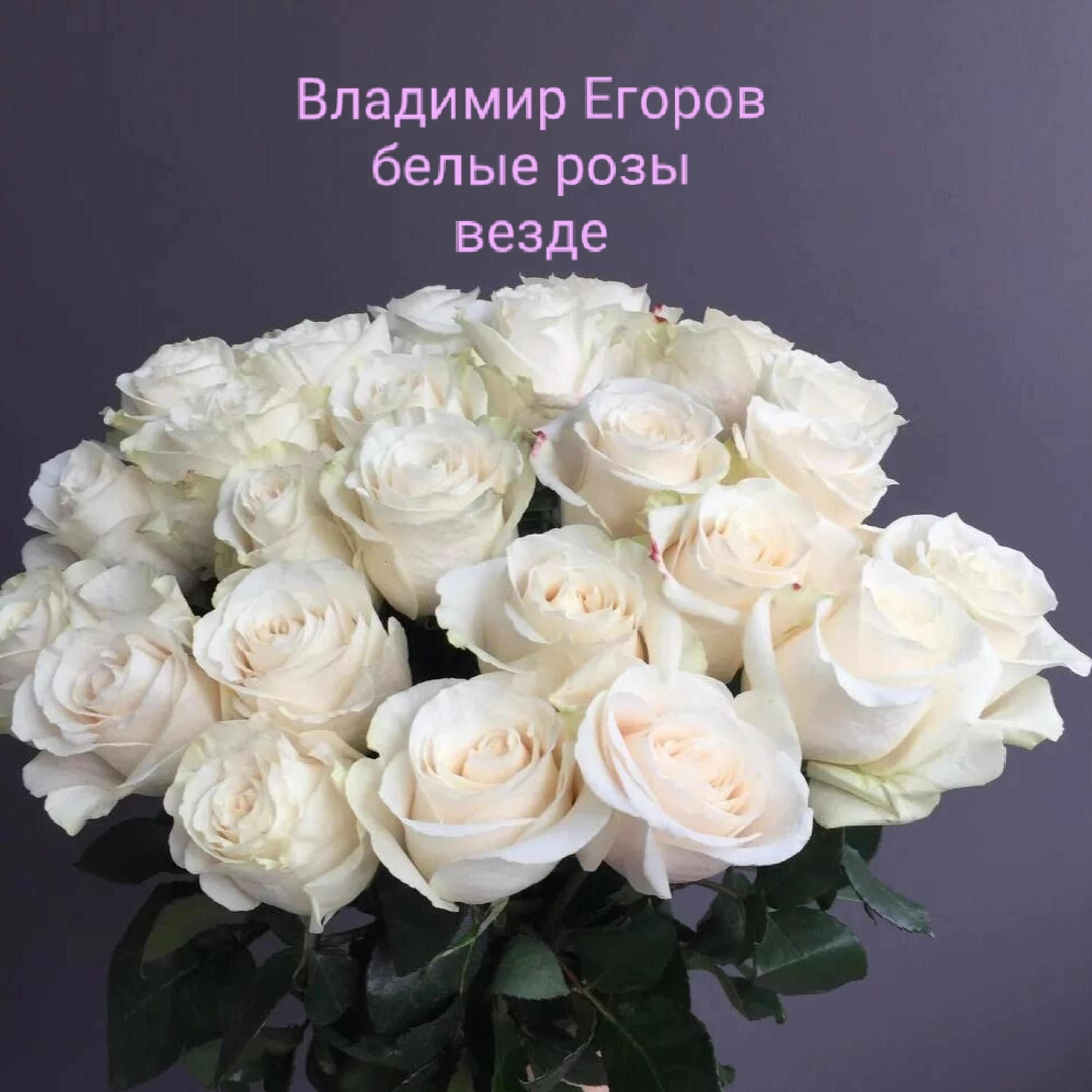 Релиз белые розы везде