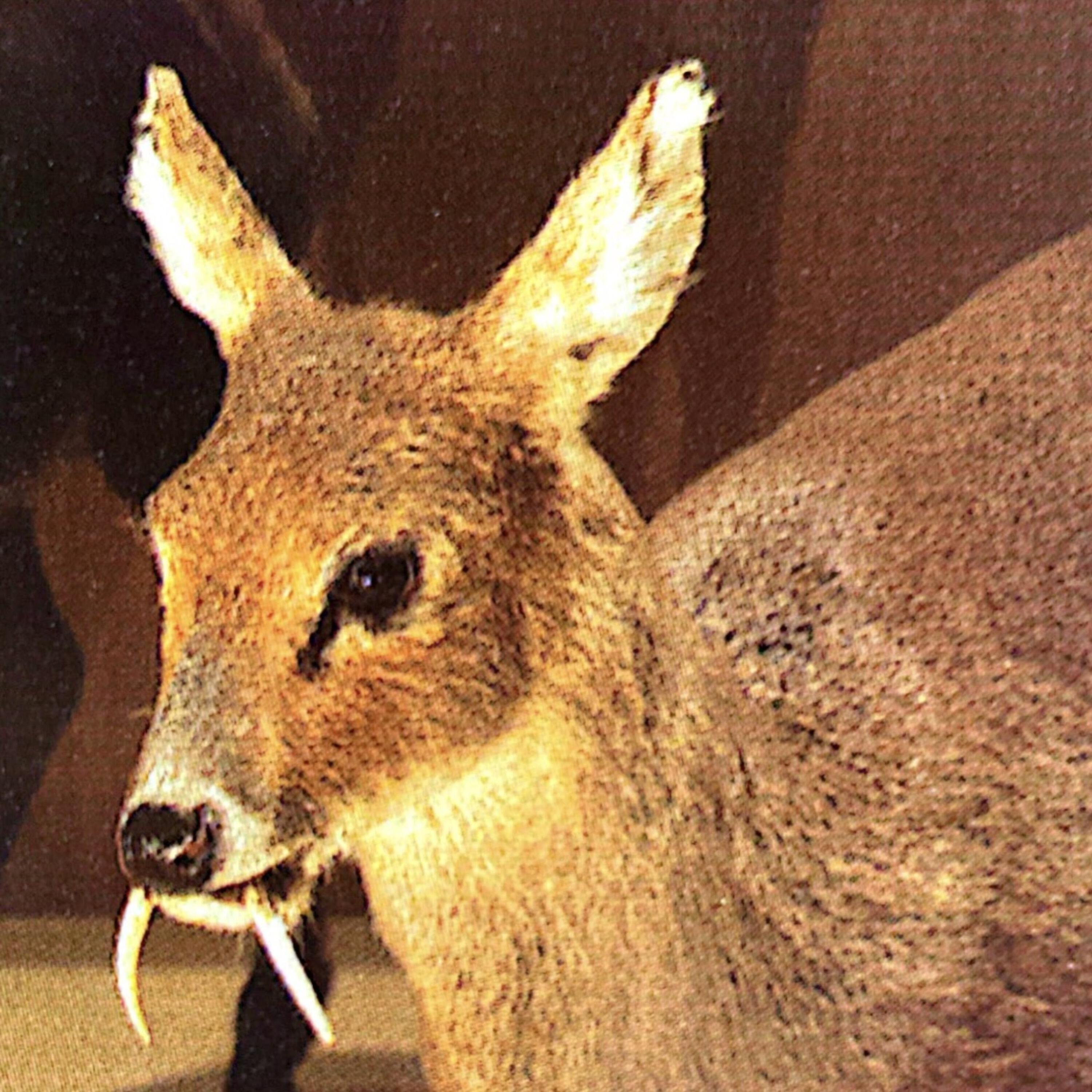 Релиз Las Estrellas Se Van