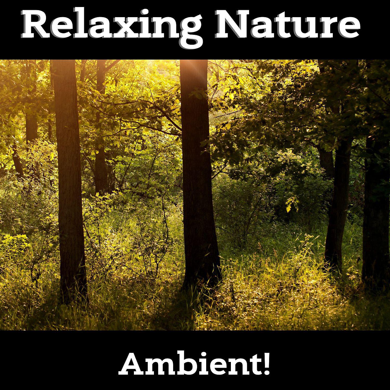 Релиз Relaxing Nature Music, Chill & Relax