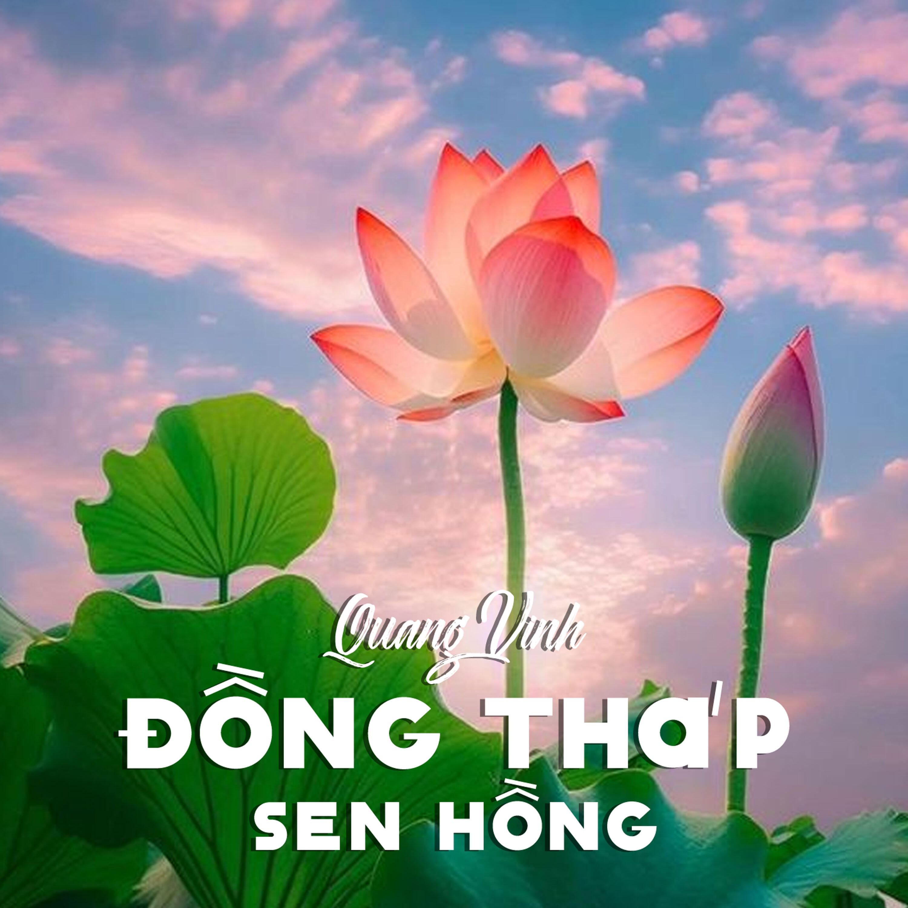 Релиз Đồng Tháp Sen Hồng
