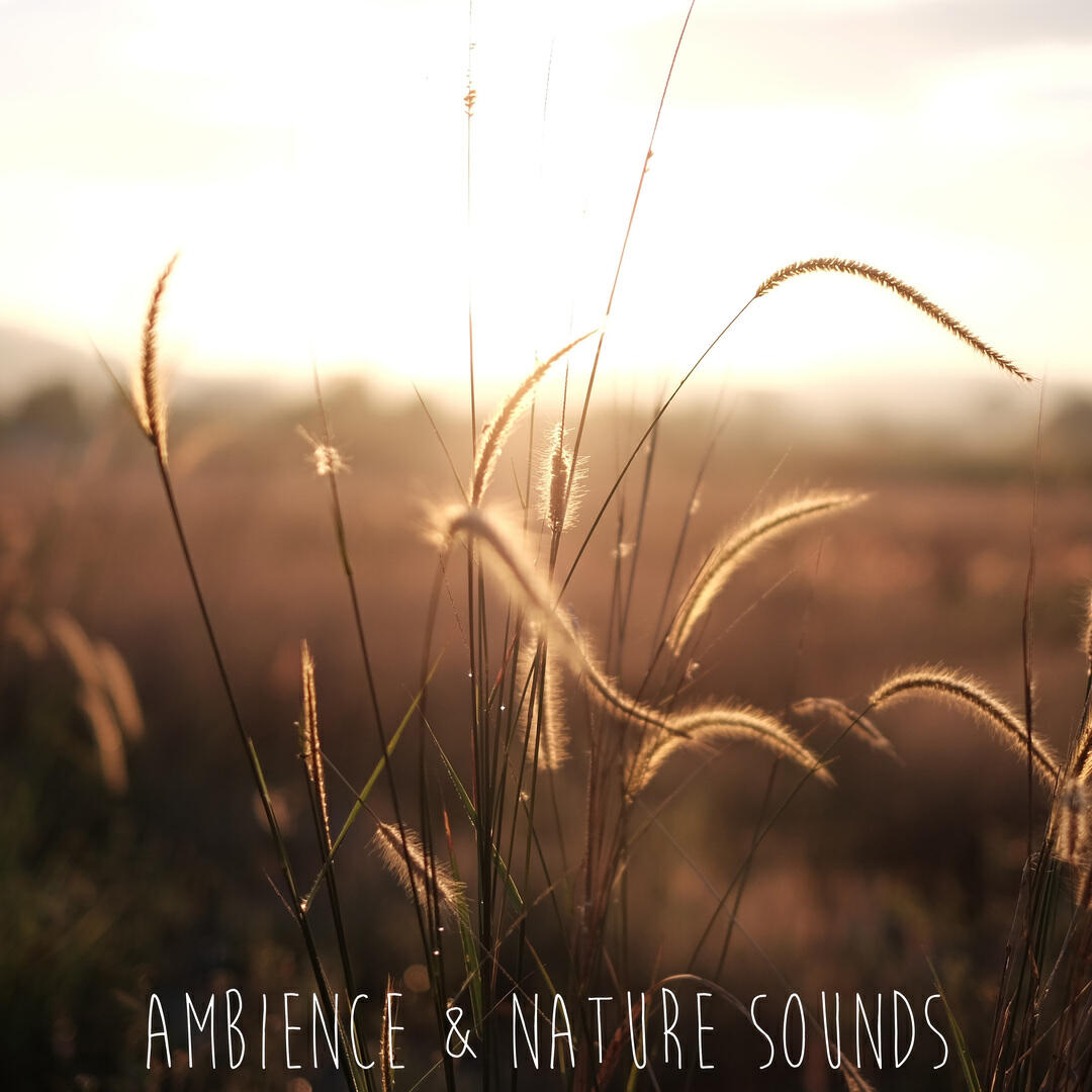 Релиз Ambience & Nature Sounds