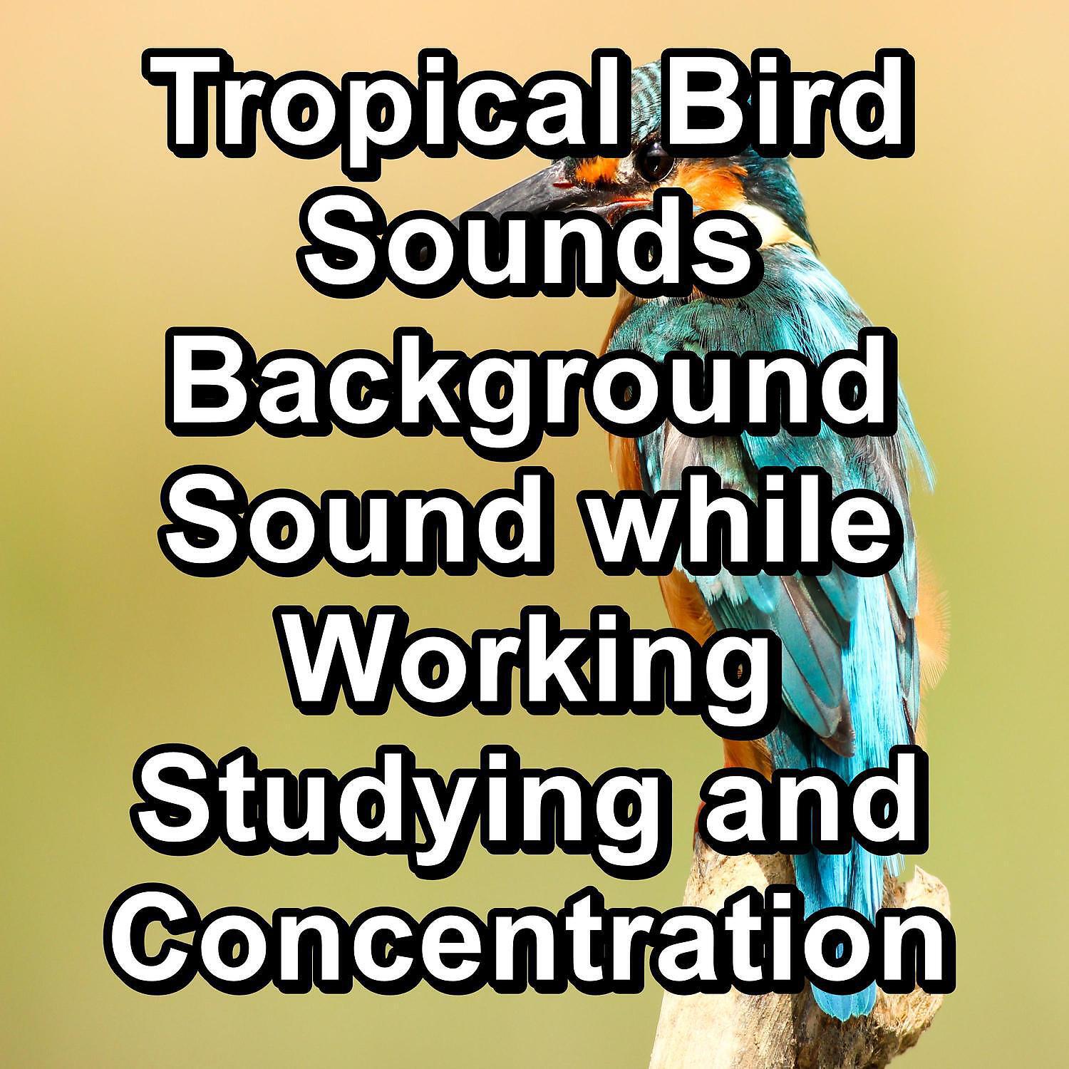 Релиз Tropical Bird Sounds Background Sound while Working Studying and Concentration