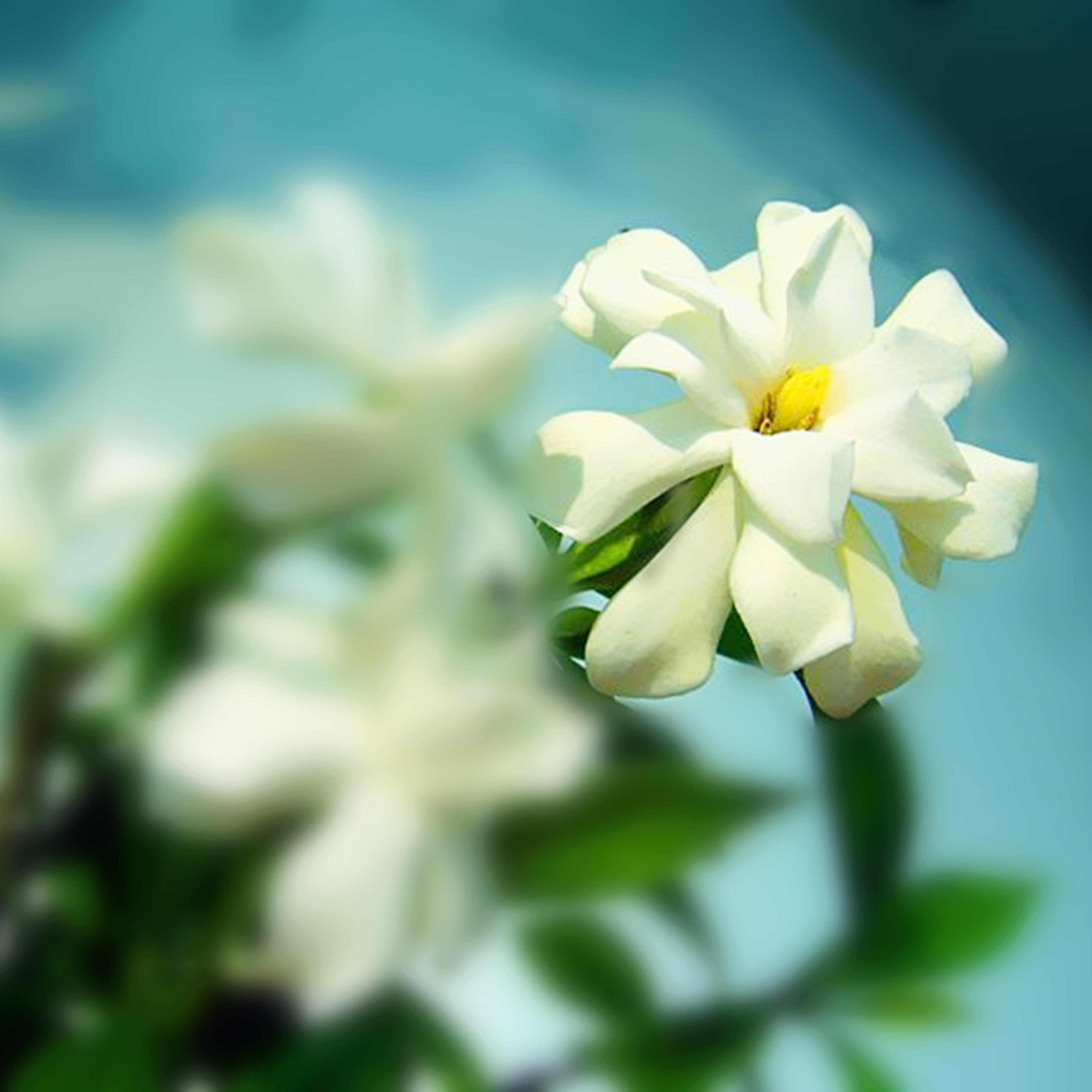 Релиз 栀子花