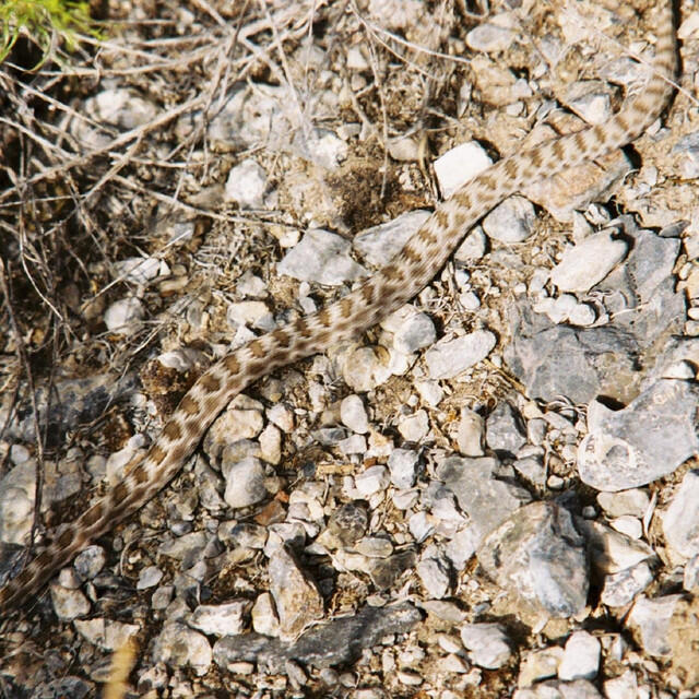 Релиз The Epic Adventures of the Deadly Viper Theme Song