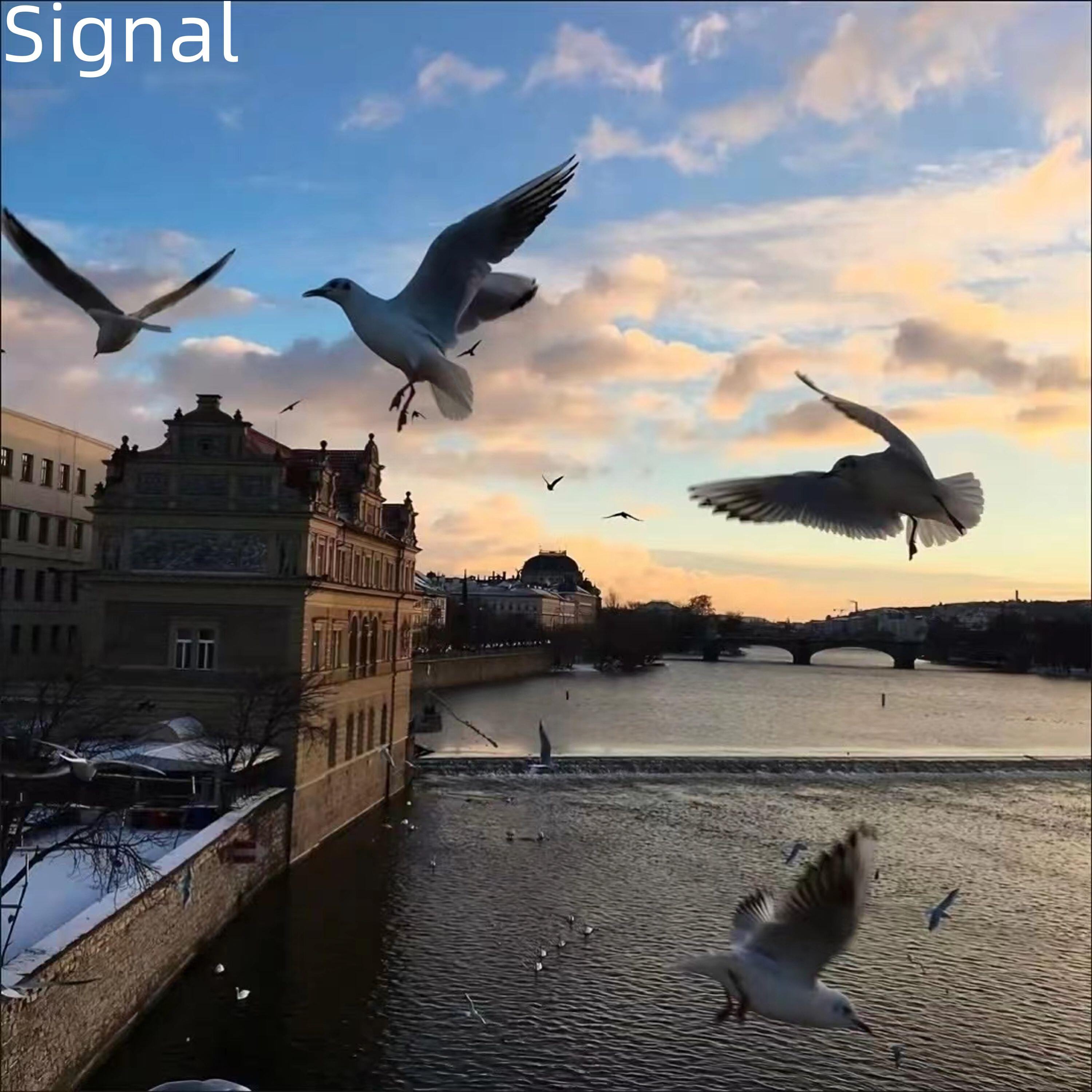 Релиз Signal